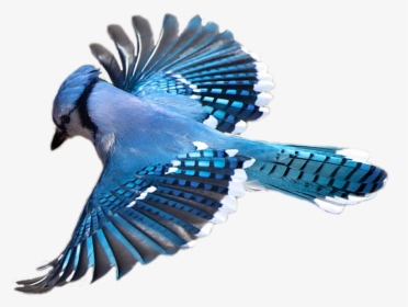 Birdwatching Flight Flying Bird Transprent Png Free - Blue Jay Bird Transparent, Png Download, Free Download