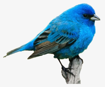 Name Color Meaning Personality Idea - Realistic Cute Bird Drawing, HD Png Download, Free Download