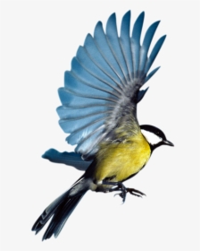 Bird Eurasian Magpie Flight Parrot - Blue Bird Transparent Background Flying, HD Png Download, Free Download