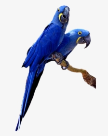 #mq #blue #birds #bird #flying #nature - Parrots With Transparent Background, HD Png Download, Free Download