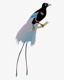 Bird Of Paradise Png , Png Download - Blue Bird Of Paradise Png, Transparent Png, Free Download