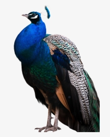 Peacock Png Transparent Image - Peacock Png, Png Download, Free Download