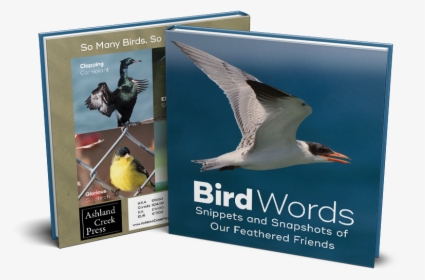 Cover Of Bird Words - European Herring Gull, HD Png Download, Free Download