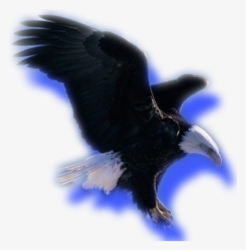 Crow, HD Png Download, Free Download