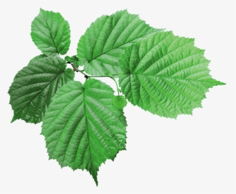 Textured Green Leaf - Rose Leaves Transparent Background, HD Png Download, Free Download