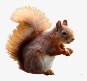 Squirrel Cute Png Image - Cute Squirrel Png, Transparent Png, Free Download