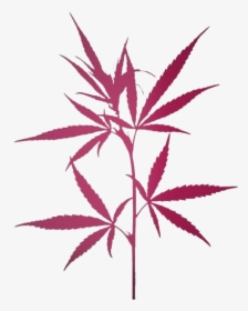 Transparent Weed Leaf Png For Free - Planta De Maconha Png, Png Download, Free Download