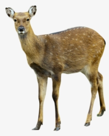 Deer Png Cute - Musk Deer Png, Transparent Png, Free Download