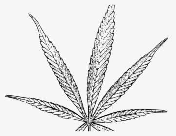 Weed Leaf Drawing Png, Transparent Png, Free Download