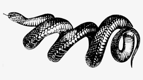 Clipart Resolution 2400*988 - Taylor Swift Reputation Snake Png, Transparent Png, Free Download