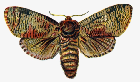 Download Moth Png Transparent Image, Png Download, Free Download