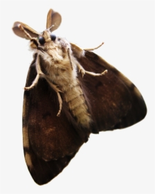Moth Png Transparent - Transparent Moth Png, Png Download, Free Download