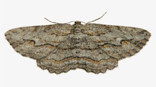 Download Free Png Moth Png Photo - Moth Png, Transparent Png, Free Download