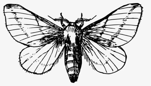 Moth Clipart Black And White, HD Png Download, Free Download