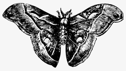 Moth Clipart Black And White - Moth Png Black And White, Transparent Png, Free Download