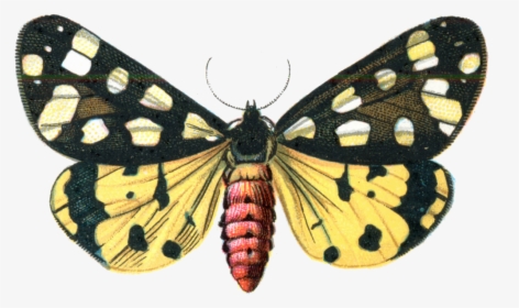 Download Moth Png Image 322 - Back And Yellow Butterfly, Transparent Png, Free Download