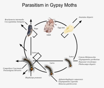 Parasitism In Gypsy Moths - American Dagger Moth Life Cycle, HD Png Download, Free Download