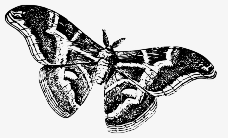 Moths Black And White, HD Png Download, Free Download