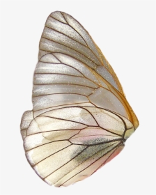 #moth #butterfly #wing #pretty #png #moodboard #freetoedit - Butterfly Wings Png, Transparent Png, Free Download