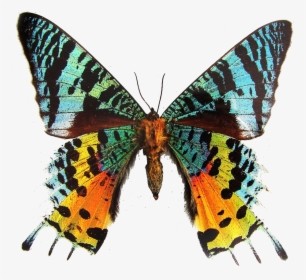 Madagascan Sunset Moth, HD Png Download, Free Download