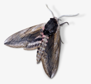 Moth, Night Butterfly, Agrius Convolvuli - Night Butterfly Png, Transparent Png, Free Download