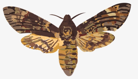 Death Head Hawk Clip Arts - Death Head Moth Transparent, HD Png Download, Free Download