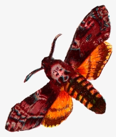 Death Head Moth Png, Transparent Png, Free Download