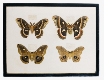 Moth Collection Thumbnail - Moth, HD Png Download, Free Download