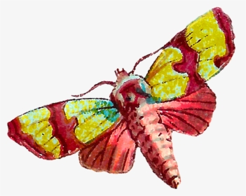 Both Of The Moth Images Are Shabby And Distressed, - Butterfly, HD Png Download, Free Download
