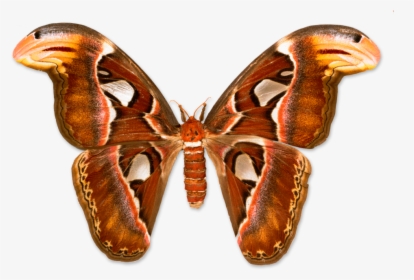 Atlas Moth, HD Png Download, Free Download