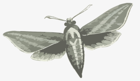 Elephant Hawk Moth - Elephant Hawk Moth Black And White, HD Png Download, Free Download