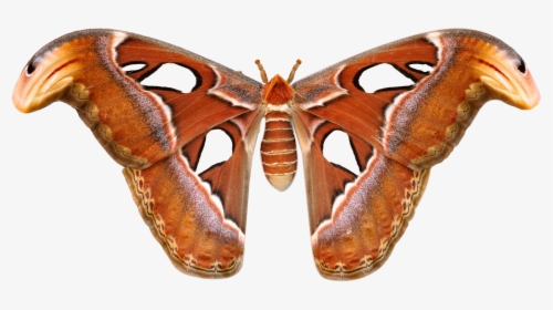 Large Moths In Sri Lanka, HD Png Download, Free Download