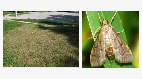 Frontier Exterminating Blog Post Image V1 - Hofmannophila Pseudospretella, HD Png Download, Free Download