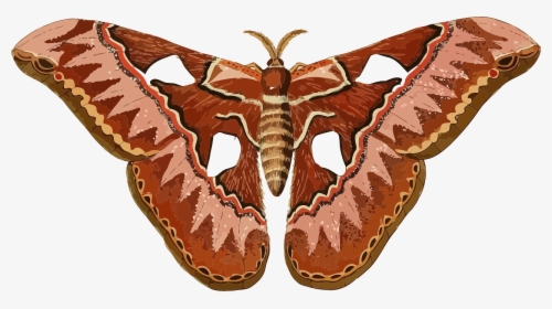 Moth Clipart, HD Png Download, Free Download
