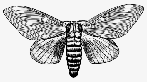 Regal Moth, HD Png Download, Free Download