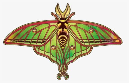 Transparent Moths Png - Moth, Png Download, Free Download