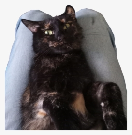 Img 20190527 122240 - Black Cat, HD Png Download, Free Download