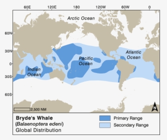 Bryde's Whale Migration Map, HD Png Download, Free Download