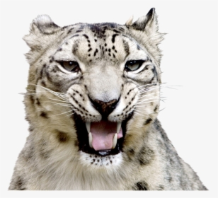 Snow Leopard Face Roar, HD Png Download, Free Download