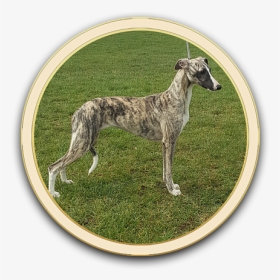 Galgo Español, HD Png Download, Free Download
