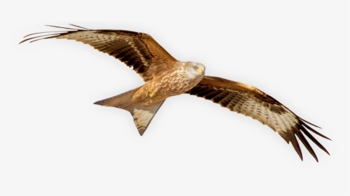 The Ii International Symposium Of Red Kite - Red Kite Bird Png, Transparent Png, Free Download