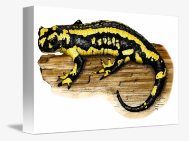 Amphibians Drawing Fire - Fire Salamander, HD Png Download, Free Download