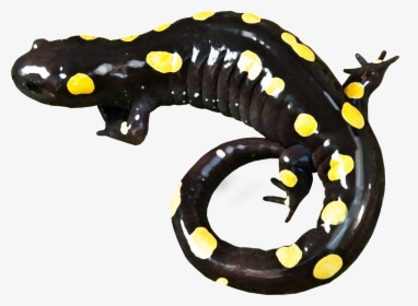 Yellow-spotted Salamander - Spotted Salamander, HD Png Download, Free Download