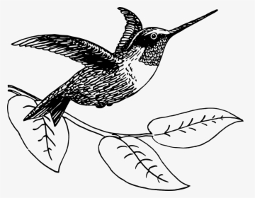 Black And White Png Hummingbird, Transparent Png, Free Download