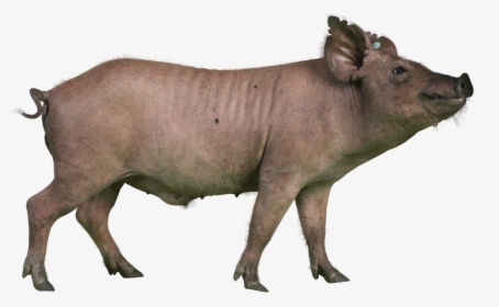 Pigs Png, Transparent Png, Free Download