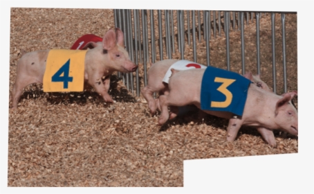 Domestic Pig, HD Png Download, Free Download