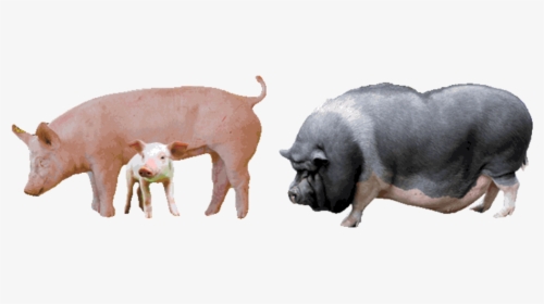 Pigs - Domestic Pig, HD Png Download, Free Download