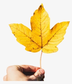 Holding Maple Leaf - Portable Network Graphics, HD Png Download, Free Download