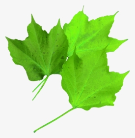 Harvest Leaf Png, Transparent Png, Free Download