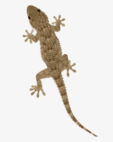 Transparent Gecko Vietnamese - Reptile Png, Png Download, Free Download